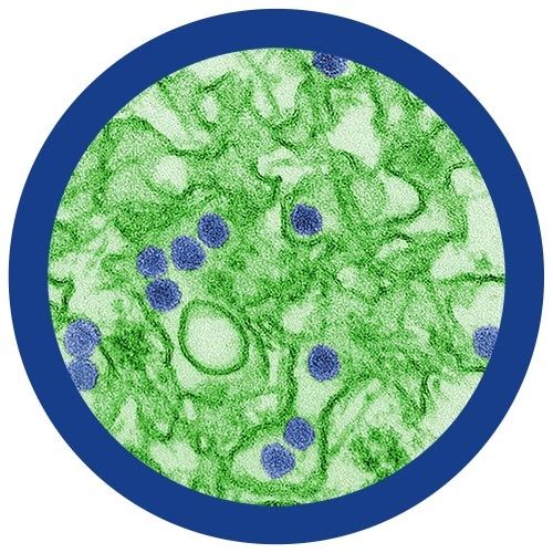 Zika virus microbial