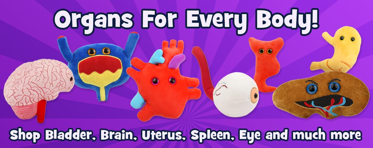 Adorably Realistic Organs for Every Body