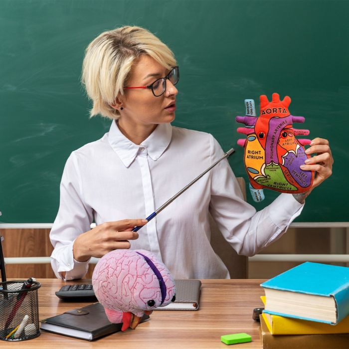 Teacher holding Heart and Brain models