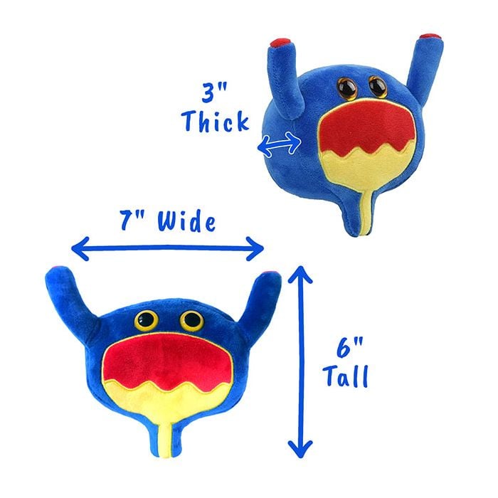 Bladder plush dimensions