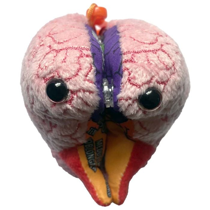 Brain model kc front