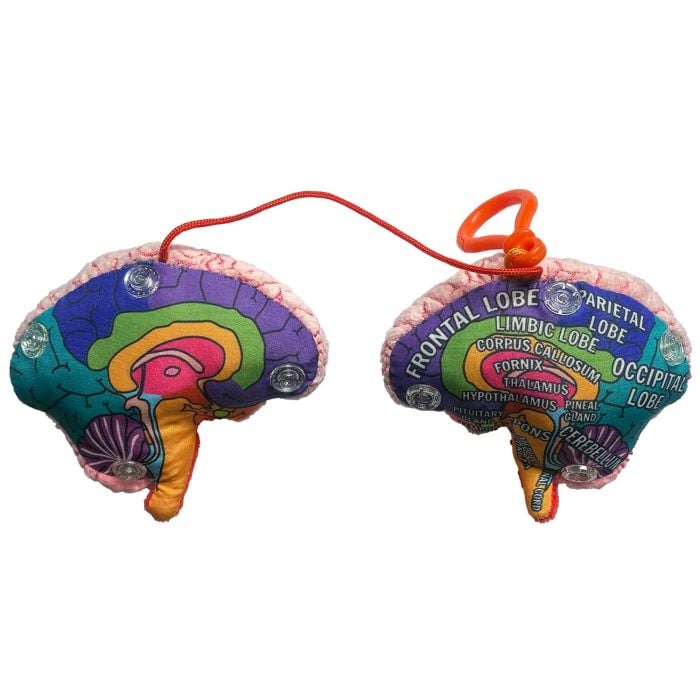 Brain model kc inside