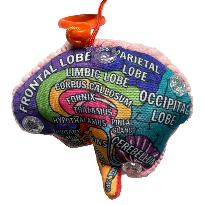 Brain model kc inside right