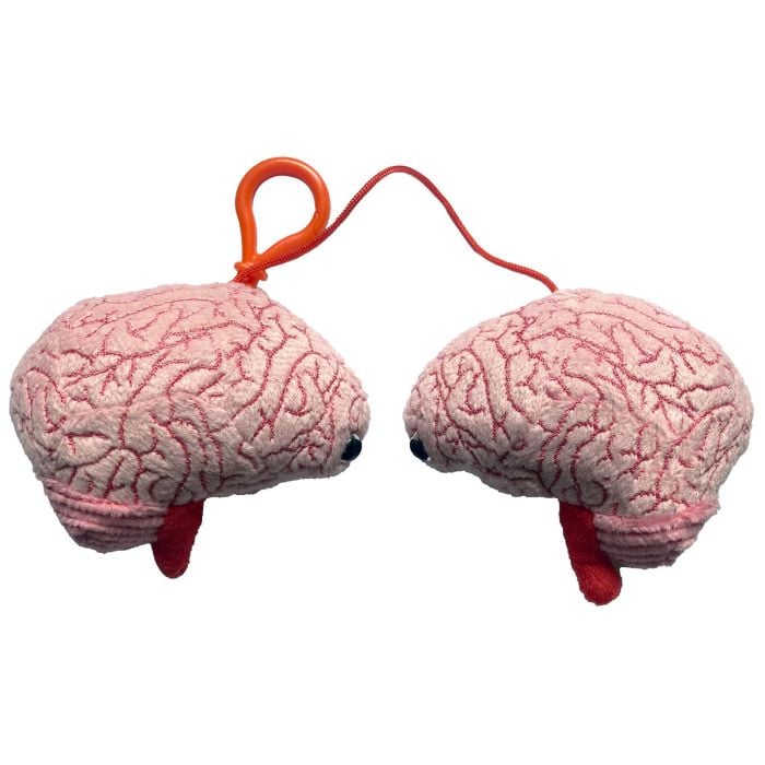 Brain model kc outside