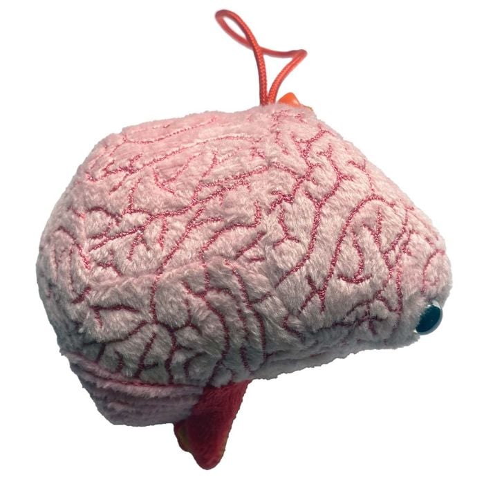 Brain model kc side