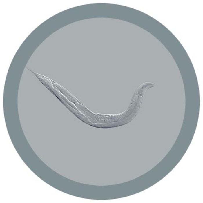C. elegans microbial