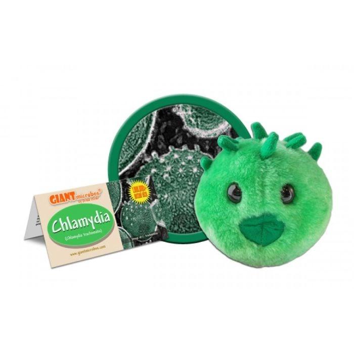 Chlamydia cluster