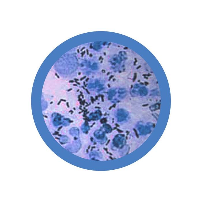 Clap microbial