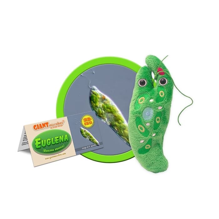 Euglena cluster