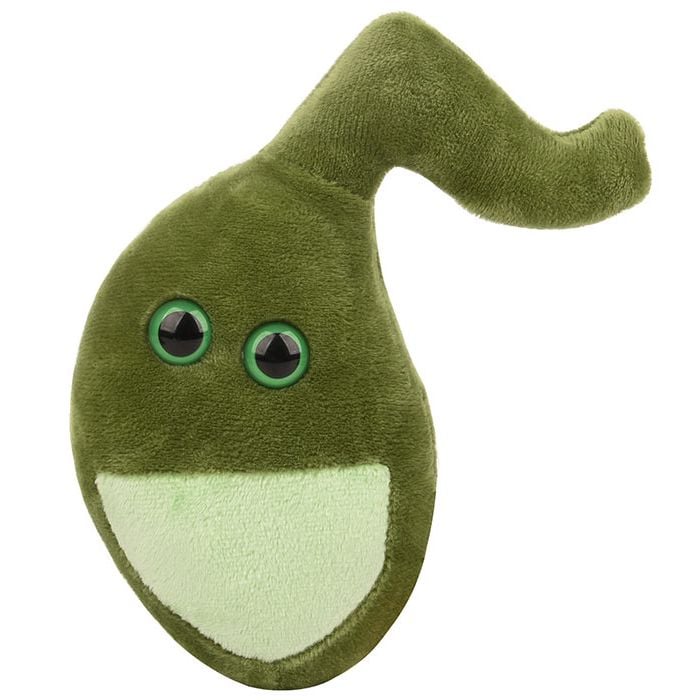 Gallbladder plush front