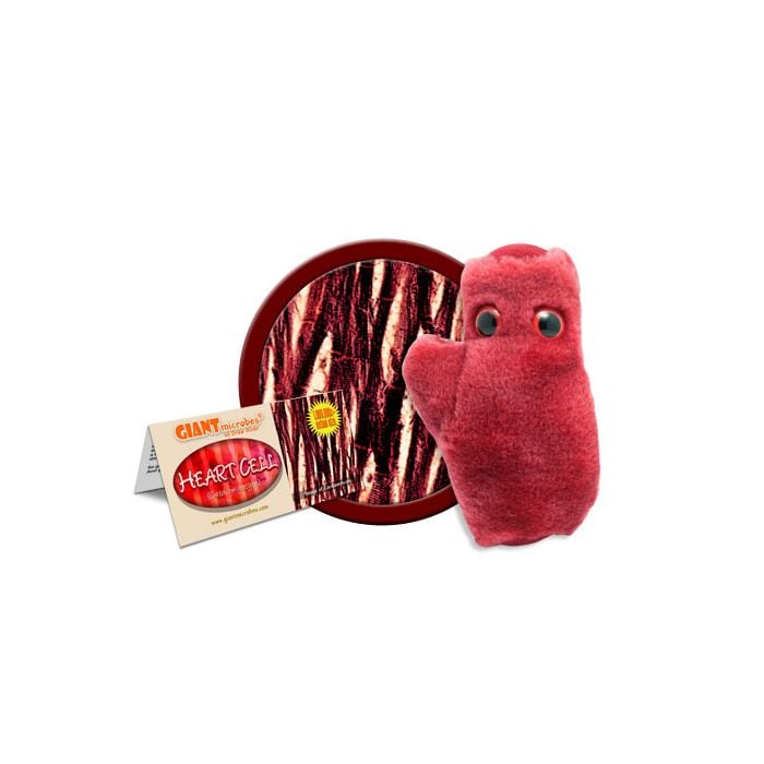 Heart Cell cluster