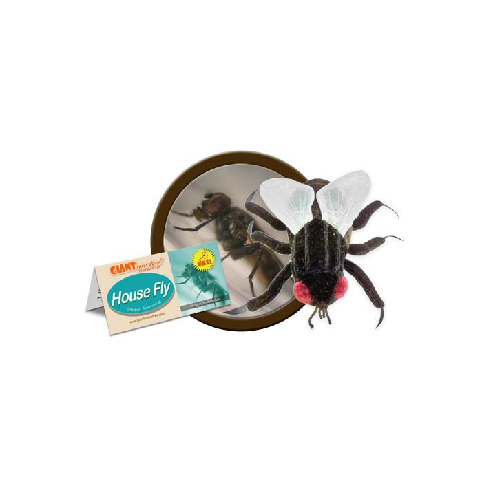 House Fly cluster
