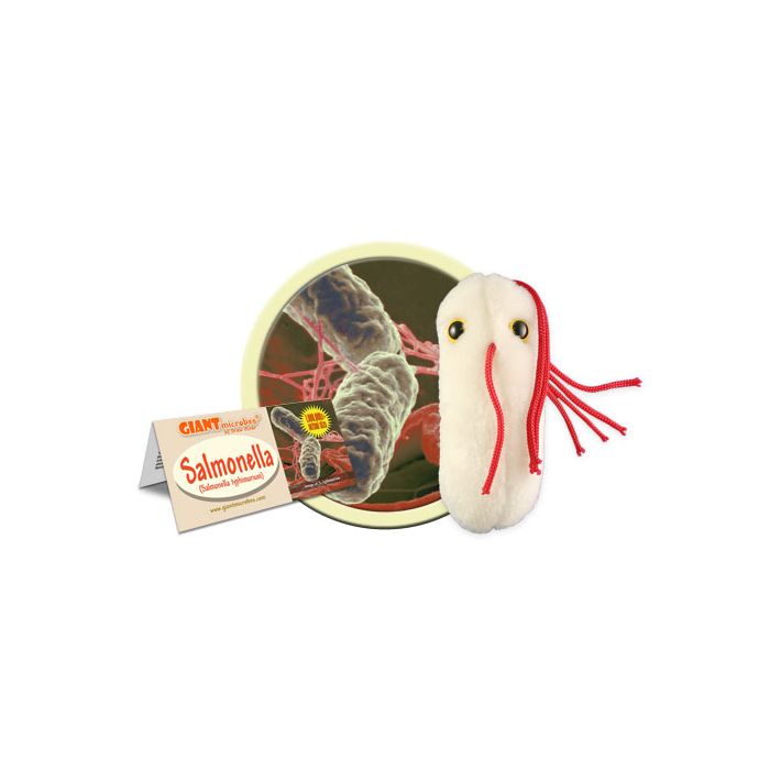 Salmonella cluster