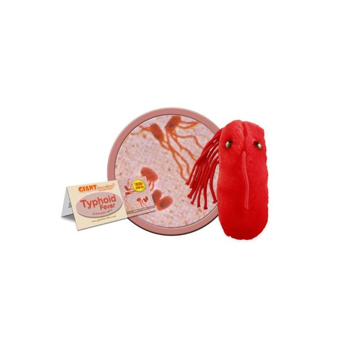 Typhoid Fever cluster