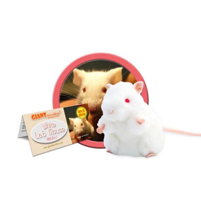 White Lab Mouse cluster