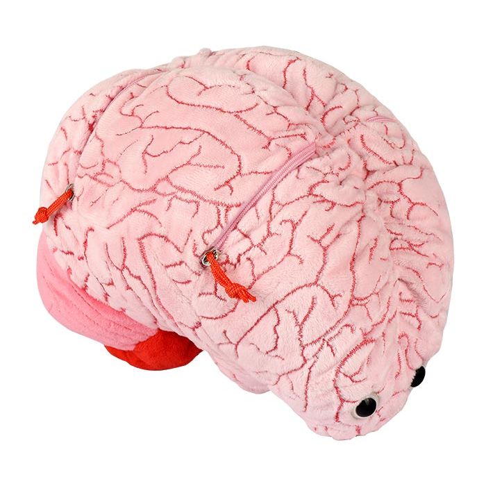 XL Brain angle