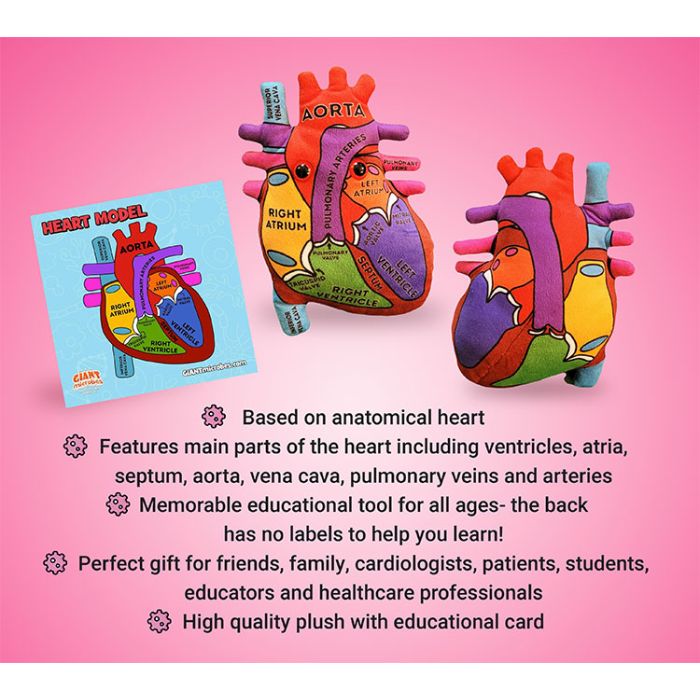 Heart Model bullets
