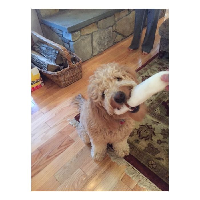 Heartworm dog 2