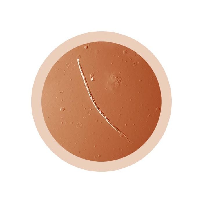 Heartworm microbial