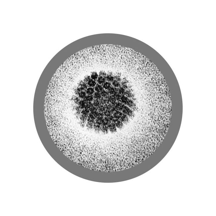 HPV microbial