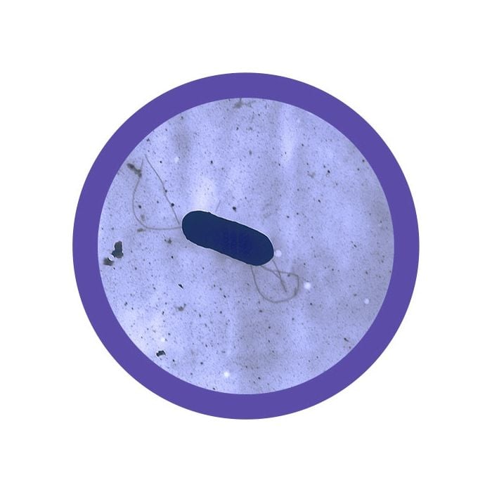 Listeria monocytogenes