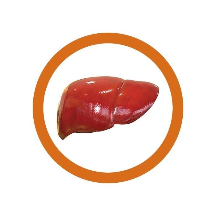 Liver organ