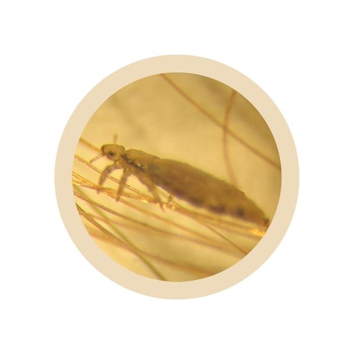 Louse microbial