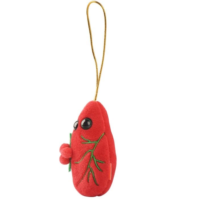 Lung ornament angle Lung ornament angle