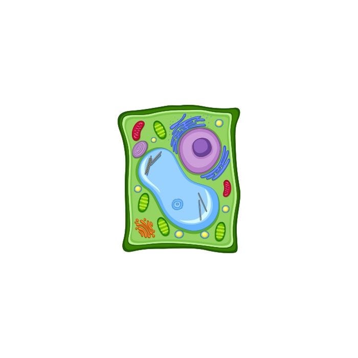 Plant Cell micro