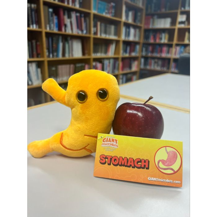 Stomach with apple on table