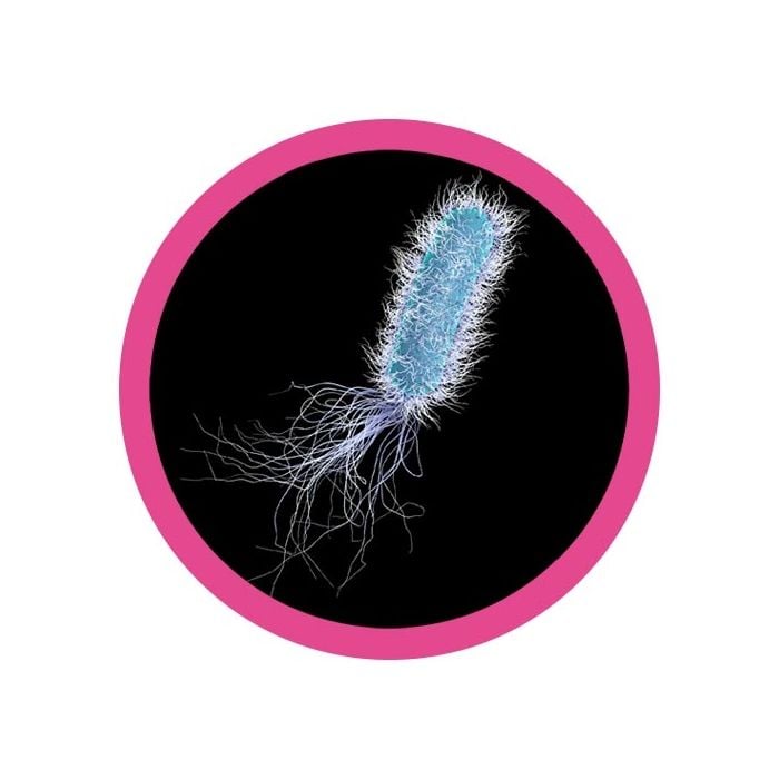 Pseudomonas real image