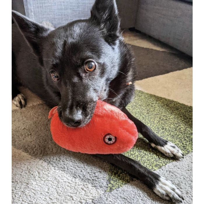 Dog holding Rabies plush
