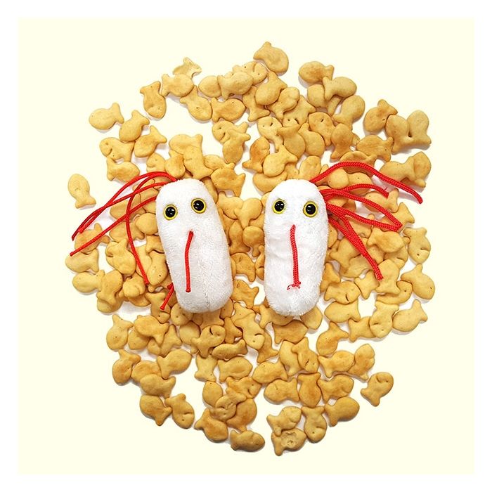 Salmonella goldfish
