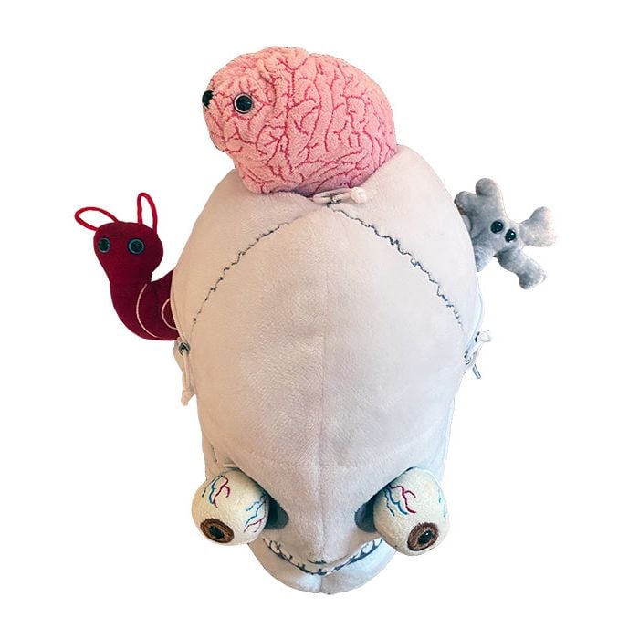 Deluxe Skull top view