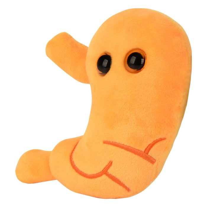Stomach new plush angle