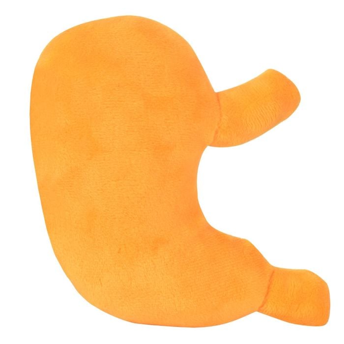 Stomach new plush back