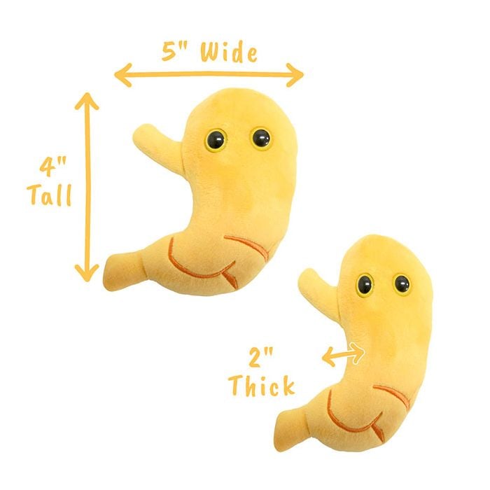 Stomach plush dimensions
