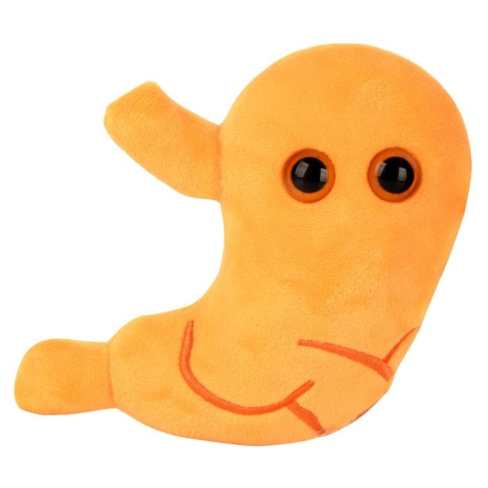 Stomach new plush front