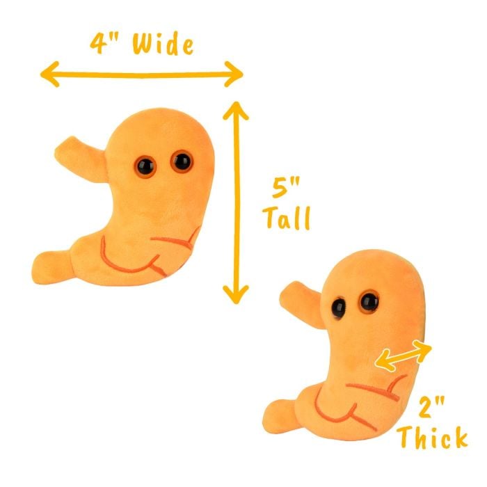Stomach plush dimensions