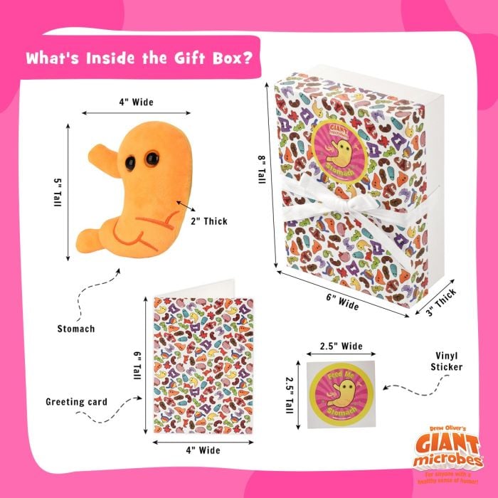 Stomach box full dimensions