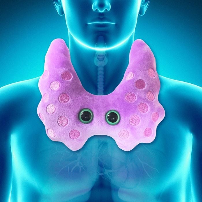 Thyroid enlarged on model Thyroid enlarged on model