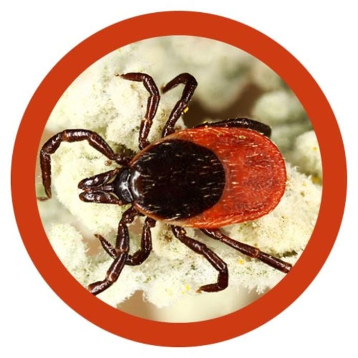 Tick real image