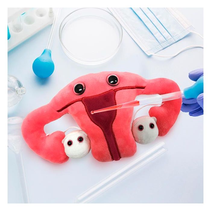 Uterus in lab