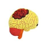 Brain Model