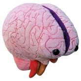 Brain Model