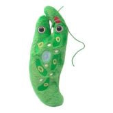 Paramecium (Paramecium caudatum)