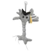 Graduation Brain Cell (Neuron)