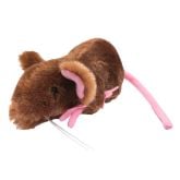 House Mouse