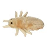 Flea (Ctenocephalides felis)