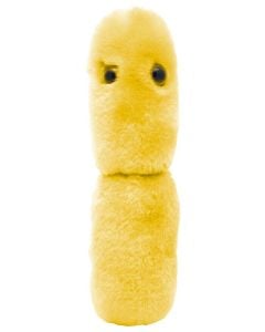 Acidophilus